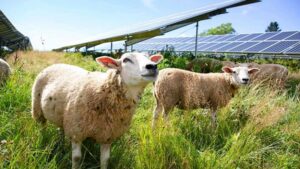 Lire la suite à propos de l’article Initier mon projet agrivoltaïque avec AgriPV Solutions
