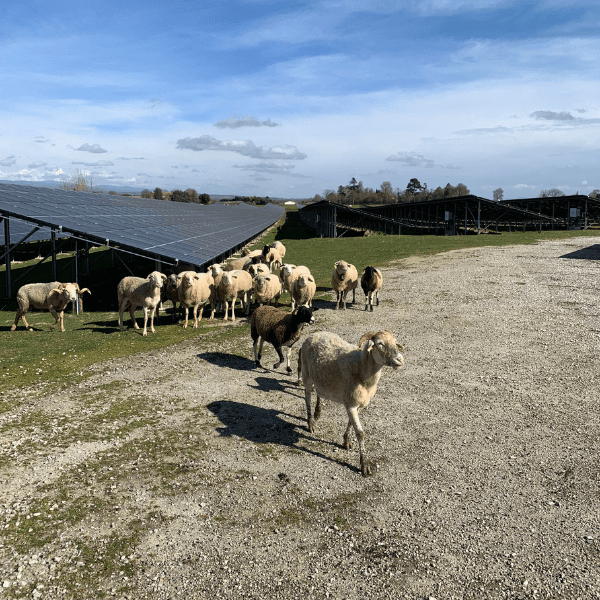 Recherche d'exploitant - élevage ovin pour votre projet agrivoltaïque