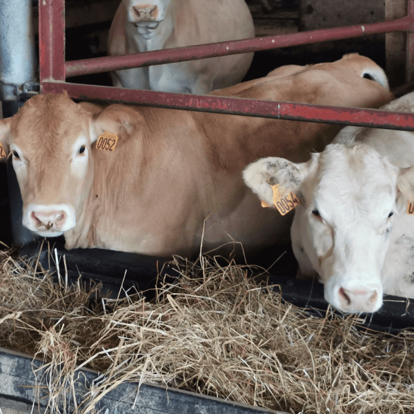 Recherche d'exploitant : élevage bovin pour monter un projet agrivoltaïque
