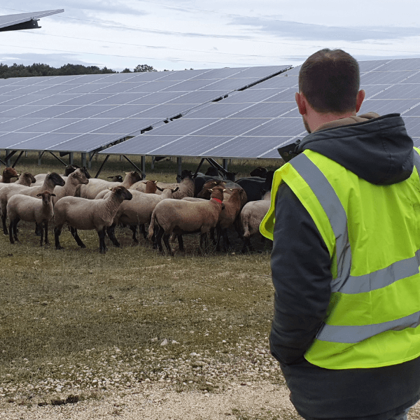 formation agrivoltaisme : projet agripv et élevage
