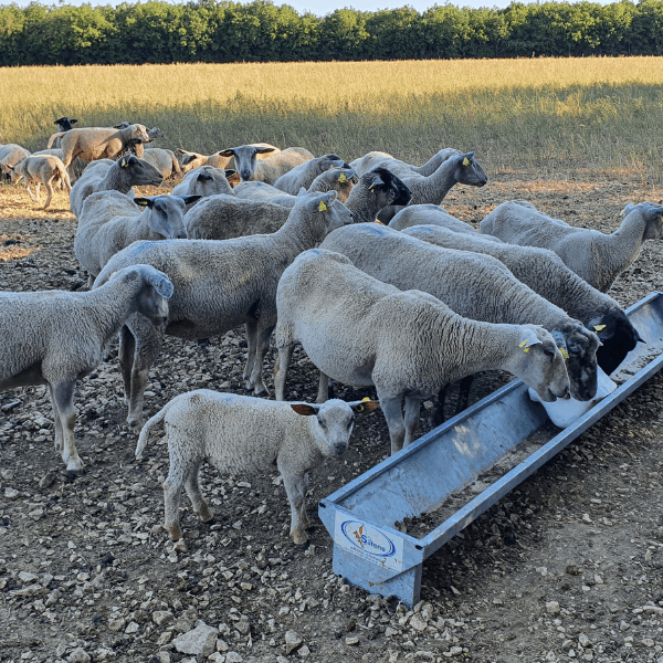 projet-agricole-agrivoltaisme-exploitant-elevage-ovin-france